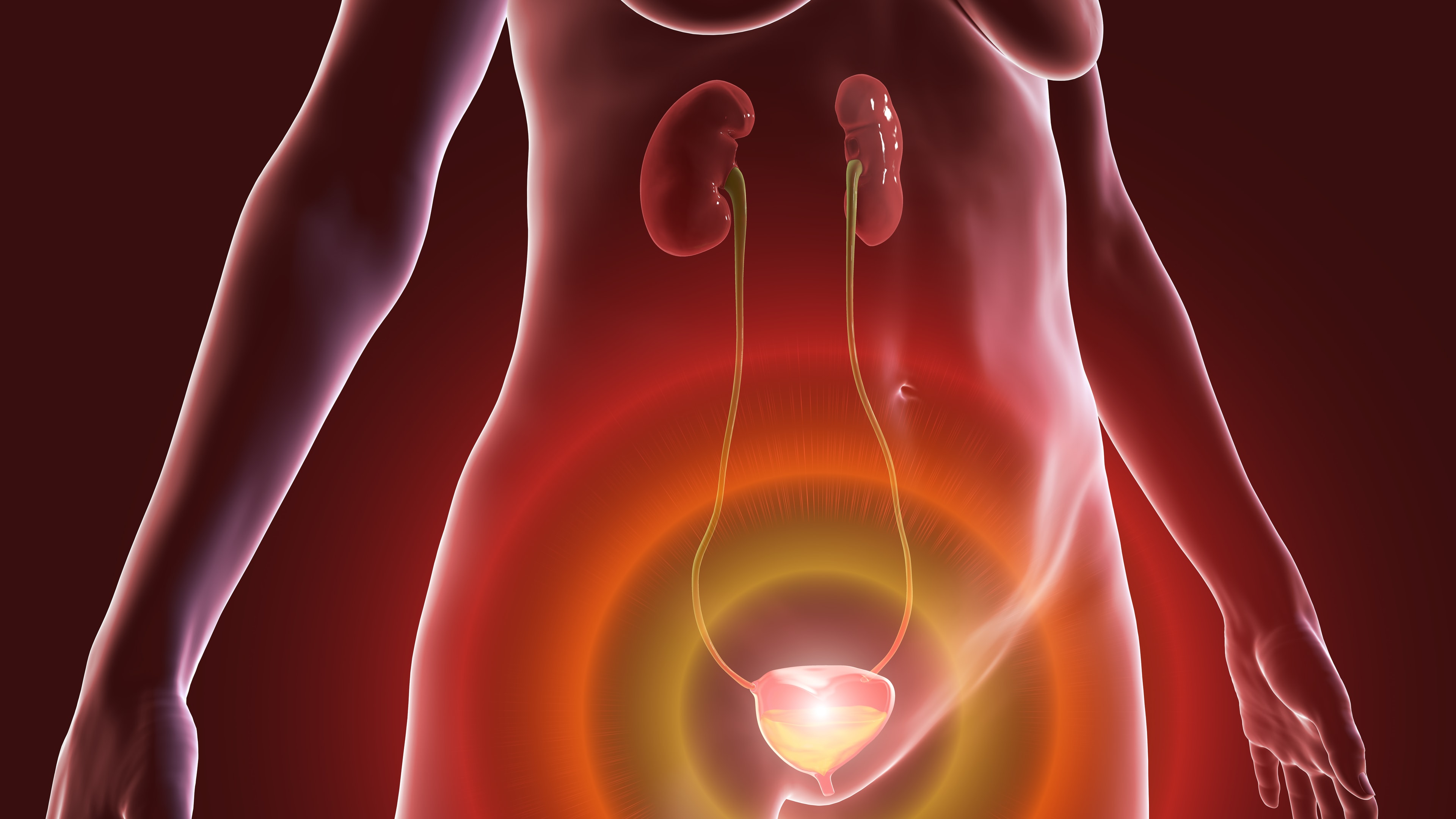 Anatomical illustration of the urinary system showing the bladder and surrounding structures